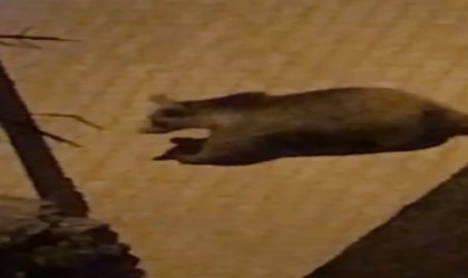 Kastamonuda ilçe merkezine kadar inen ayı, mahalle aralarında gezdi