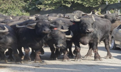 Kocaelide üreticilere damızlık manda boğası desteği