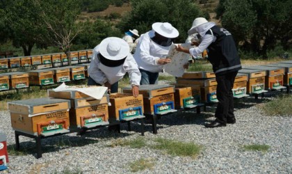 Küresel ısınma arıcıları alternatif ürünlere yöneltti