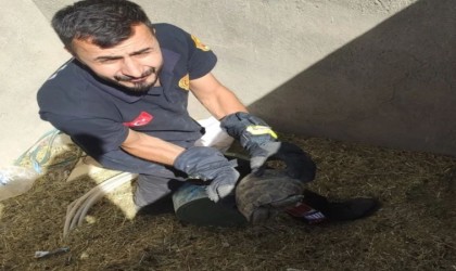 Kuyuda mahsur kalan kaplumbağalar kurtarıldı