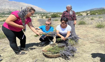 Lavanta hasadı yüzleri güldürdü