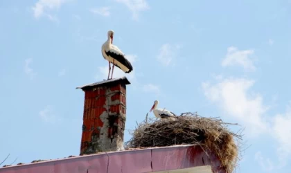 Leylekler ağaç kesilince, 3 katlı binanın çatısını yuvaya çevirdi
