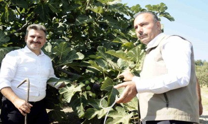 Mudanyada kraliçe incirinin hasadı başladı