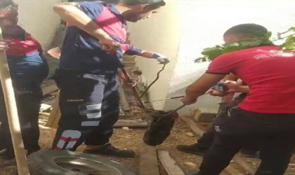 Odunlukta görülen yılan korkuttu