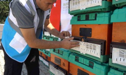 Ömrünü tamamlayan ağaçlar, kovan oluyor