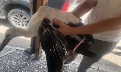 Ormancıların bulduğu yaralı leylek doğal yaşam alanına salındı