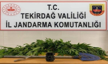 Ormanda ekili kenevir bulundu