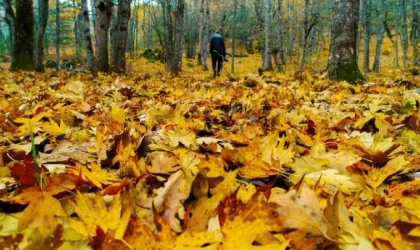 ’Ormanlardaki kuru yapraklar, kömüre eş değer enerji üretme potansiyeline sahip’ /Ek fotoğraf