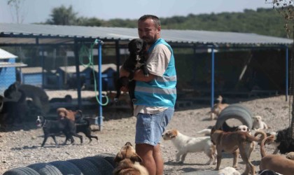 (Özel) Pandemide dost ve arkadaş olan cins köpekler kaderine terk edildi, yüzlerce üretim çiftliği kapandı