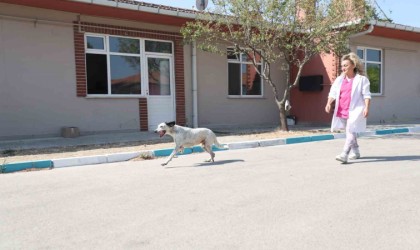 (Özel) Protez patili ‘Benek yürümeye başladı