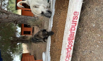 Perseid metor yağmurunda sokak hayvanları için yüzlerce kilo mama topladılar