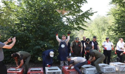 Popülasyonu azalıyordu, 500 sülün doğa ile buluştu
