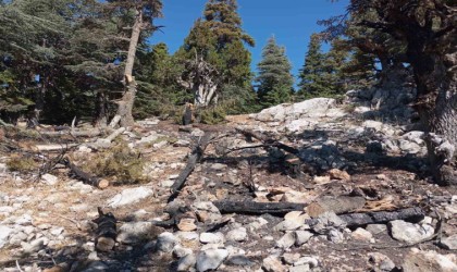 Saimbeylide çıkan orman yangını söndürüldü