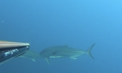 Saros Körfezinde zıpkınla 22 kiloluk akya avladı