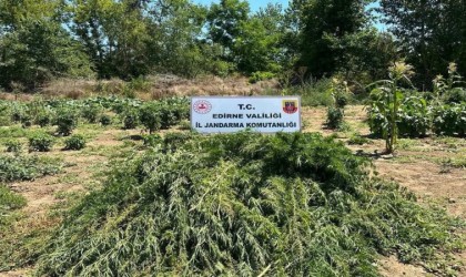 Sebze tarlasında 12 bin kök Hint keneviri yetiştirdiler