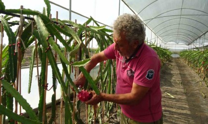 Şehir hayatından kaçtı, ata topraklarında tropik meyve üretimine başladı