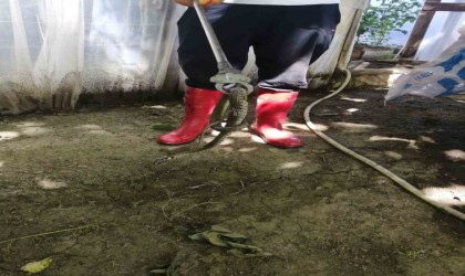 Seraya giren su yılanı paniğe yol açtı