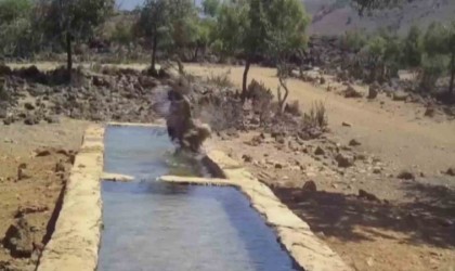 Serinlemek isteyen yabani hayvanlar yalağa girdi, o anlar fotokapanla görüntülendi