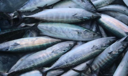 Sıcak hava palamudu vurdu