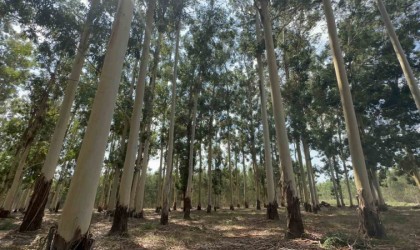 Sıtmadan insanların öldüğü bataklık artık ülke ekonomisine can veriyor