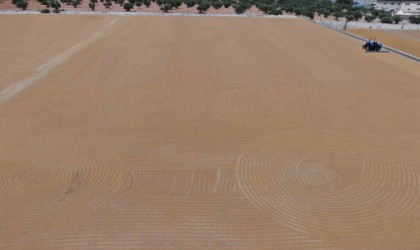 Sofraların vazgeçilmez lezzeti bulgurun meşakkatli yapım serüveni