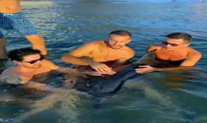 Sörfçülerin kurtardığı yaralı yunus, tedaviye alındı