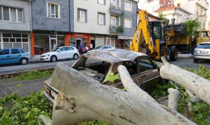 Tavşanlıda asırlık ağacın dalı kırılarak araçların üzerine düştü