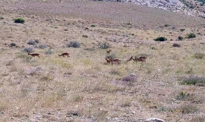 Tek bile görülmezken sürü halinde görüntülendiler
