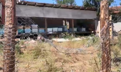 Tel örgülü önlem ayıları durduramadı: Korumaya çalıştığı arıları telef oldu