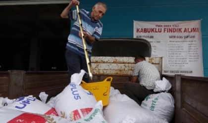Trabzon’da TMO fındık alımları başladı