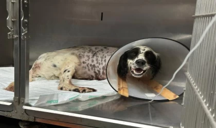 Tüfekle vurulan köpek bir ayağını kaybetti