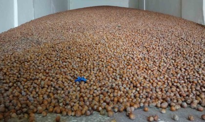 Türkiye, son 10 yılda fındık ihracatından 20 milyar doların üzerinde döviz girdisi sağladı