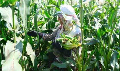 Türkiyenin meşhur Mardar mısırında hasat başladı