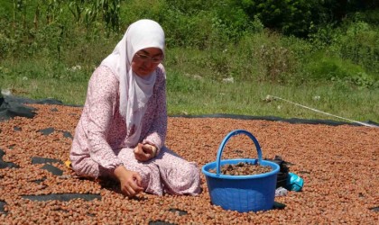 Üreticilerin zorlu fındık kurutma mesaisi başladı