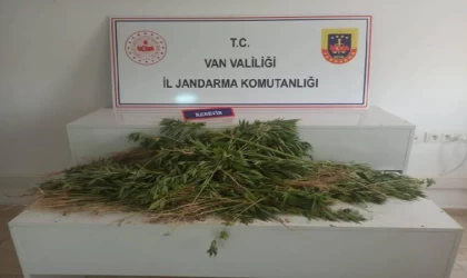 Van’da, 237 kök Hint keneviri ele geçirildi; 1 gözaltı