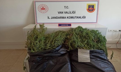 Vanda Hint keneviri operasyonu