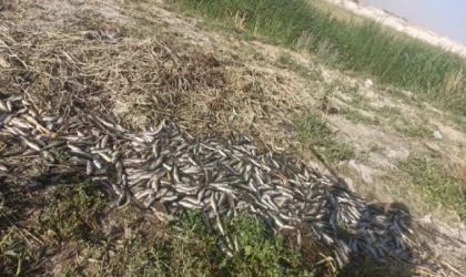 Van’da oksijensiz kalan 325 ton alabalık öldü
