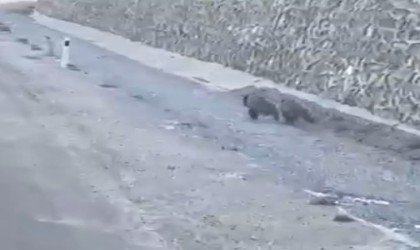 Yavru ayıların arabayla gülümseten yarışı