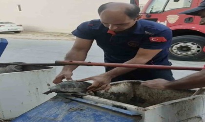 Yeraltı çöp konteynerine atılan kaplumbağayı itfaiye ekipleri kurtardı