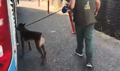 Yolcu otobüsünde 6 kilo skunk ele geçirildi