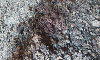 10 bin adetle başladı, şimdi sayısı 3 milyonu buldu