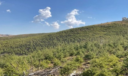 2014 yılında yanan orman yeniden yeşerdi