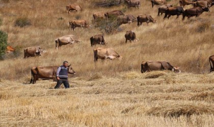 30 bin TL maaşla çoban bulamayınca çözümü nöbetleşmekte buldular