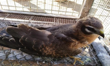 Abdülhamid Han sondaj gemisine düşen ala doğana helikopterli sevk