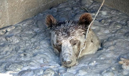 Aç kalan bozayı, ölü tavukların atıldığı kuyuya girince mahsur kaldı