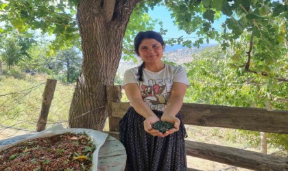 Adanada “Menengiç” hasadı başladı