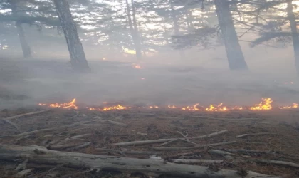 Adana’da orman yangını