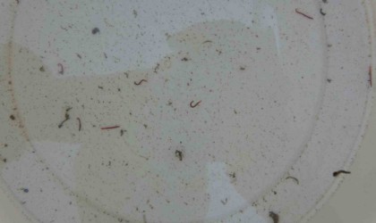 Adıyamanda musluklardan kurtçuk aktı