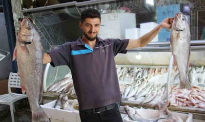 Akdenizde de sezonun açılmasıyla tezgahlar balıkla doldu