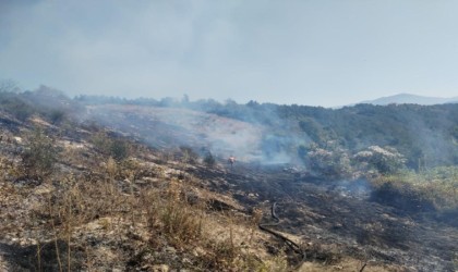 Alaplıda 10 dönüm fındık bahçesi yandı